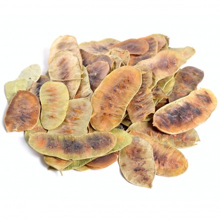 Senna ( Fylla Alexandrias )  - 1