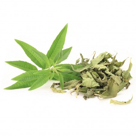 Lemon Verbena (Louiza) - 1